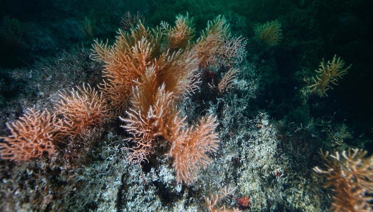 Artan deniz suyu sıcaklıkları mercanların sağlığını tehdit ediyor